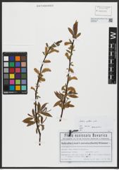 Foto von Salix alba L.